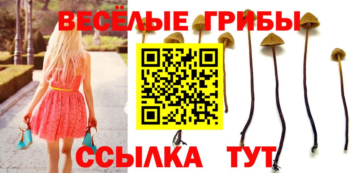 Псилоцибиновые грибы Psilocybine cubensis  Камень-на-Оби 