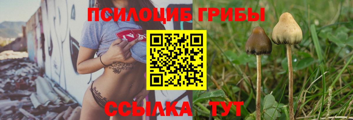 Псилоцибиновые грибы Cubensis  Вход с VPN  Камень-на-Оби  Псилоцибиновые грибы GOLDEN TEACHER 